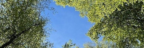 Blick zum Himmel mit Bäumen