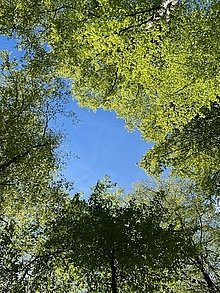 Blick zum Himmel mit Bäumen