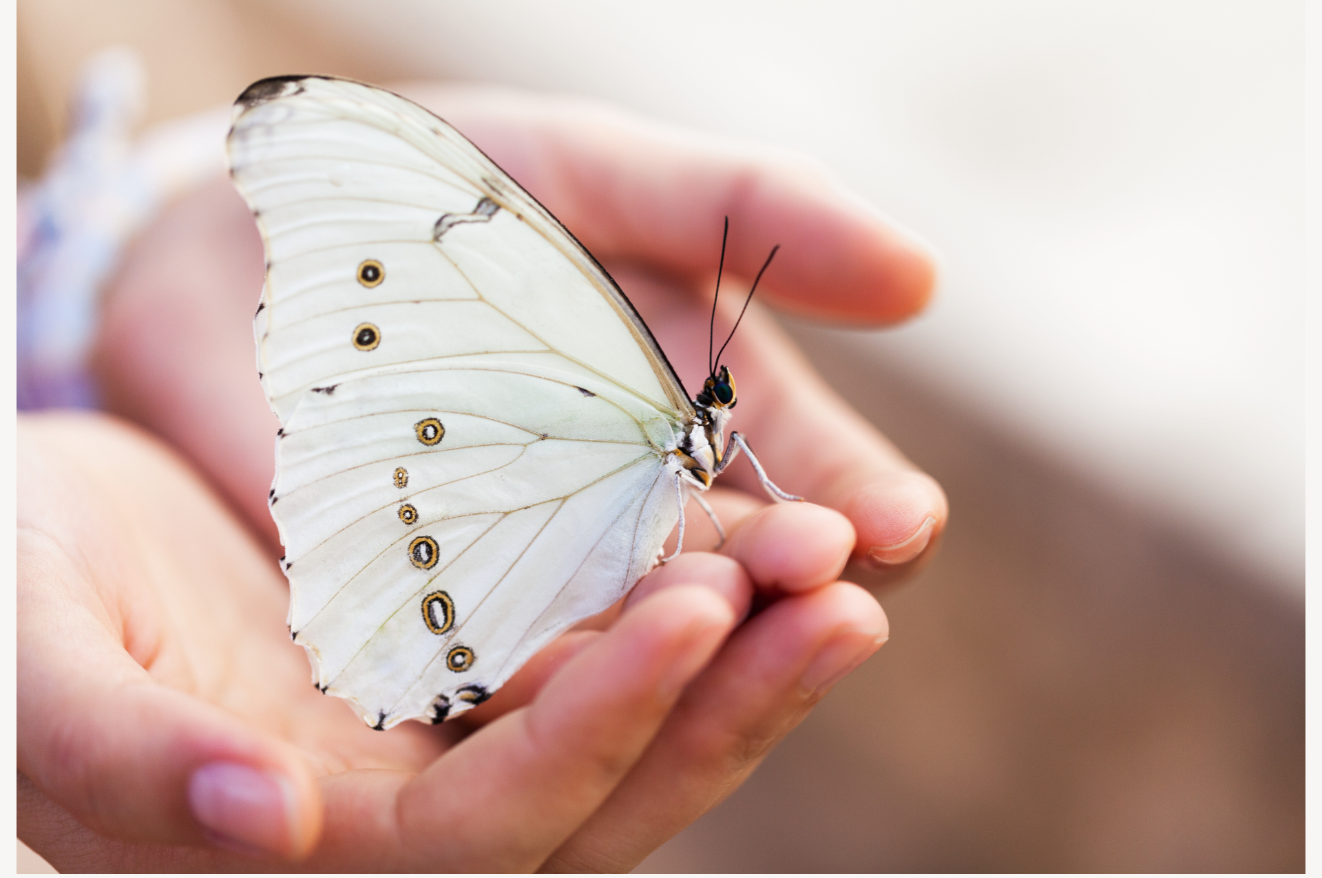 weißer Schmetterling der in einer Hand gelandet ist